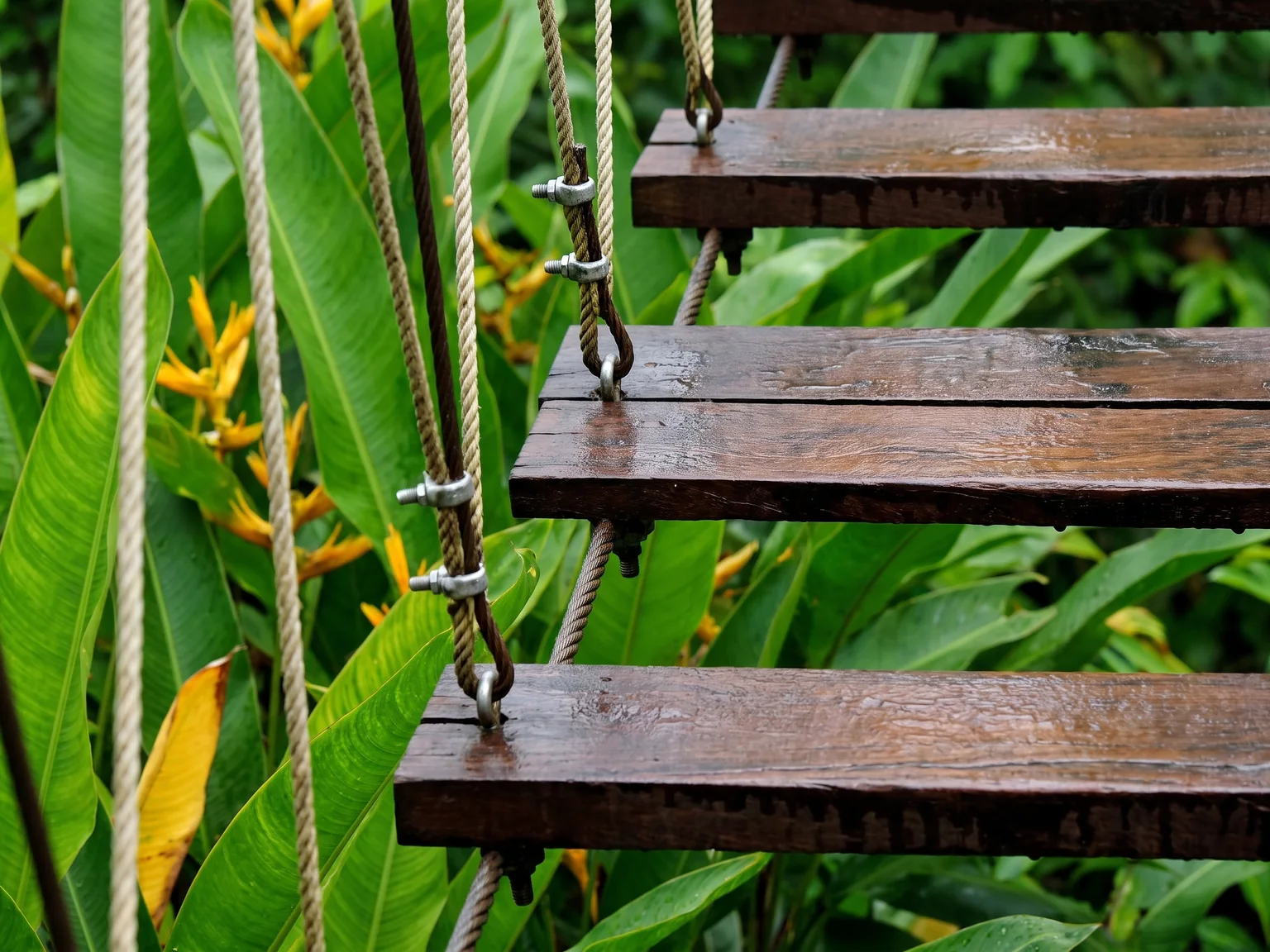 Damp wooden bridge treads framed by fresh tropical leaves